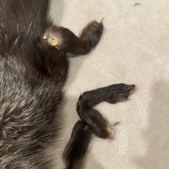 Vintage Fur animal cape/shawl - Picture 10 of 10